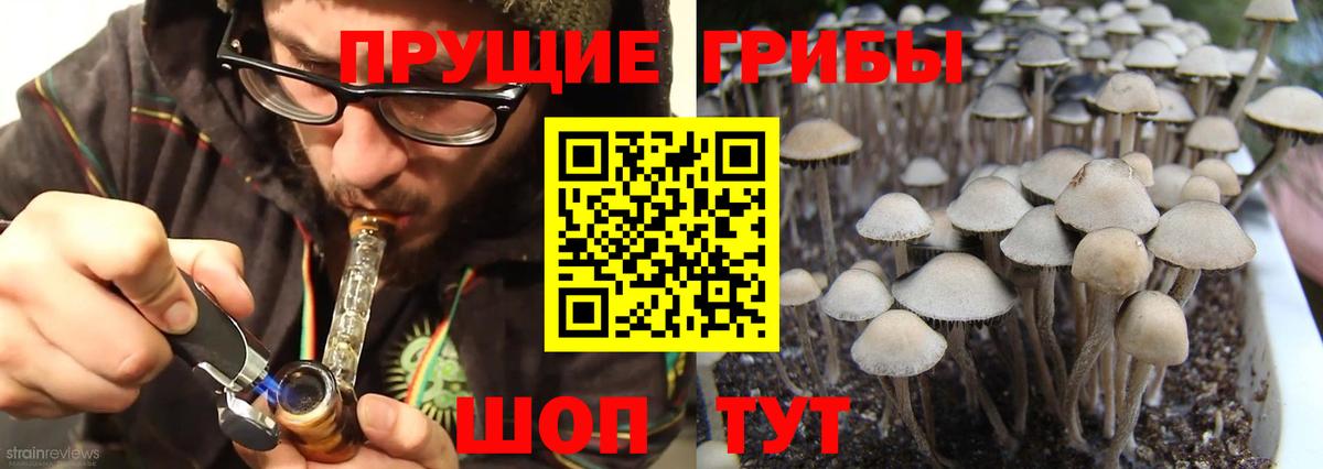 Псилоцибиновые грибы Psilocybe Заринск